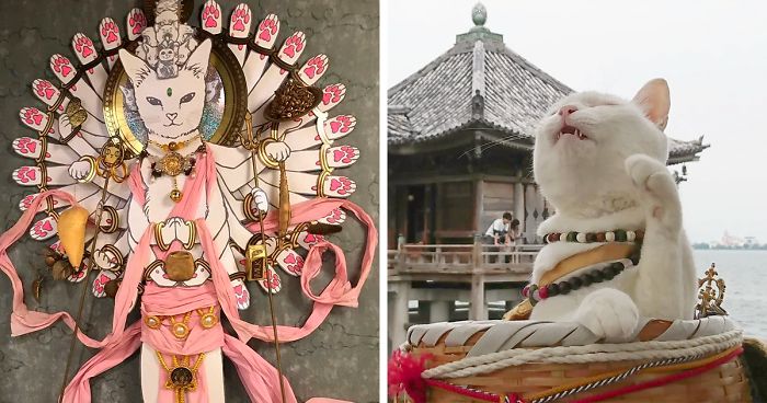 ''Lo sapevi che....'' : Nyan Nyan Ji, il santuario giapponese dove i monaci sono gatti