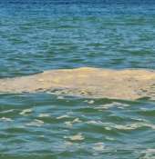 '' Come  monitorare   il  livello batterico  dell'acqua  del  mare  in  tempo reale "