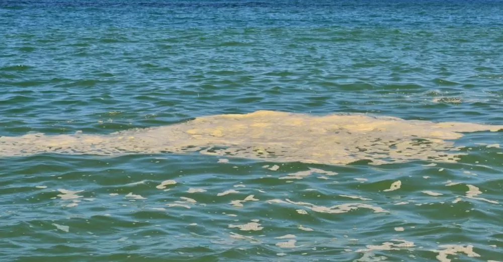'' Come  monitorare   il  livello batterico  dell'acqua  del  mare  in  tempo reale "